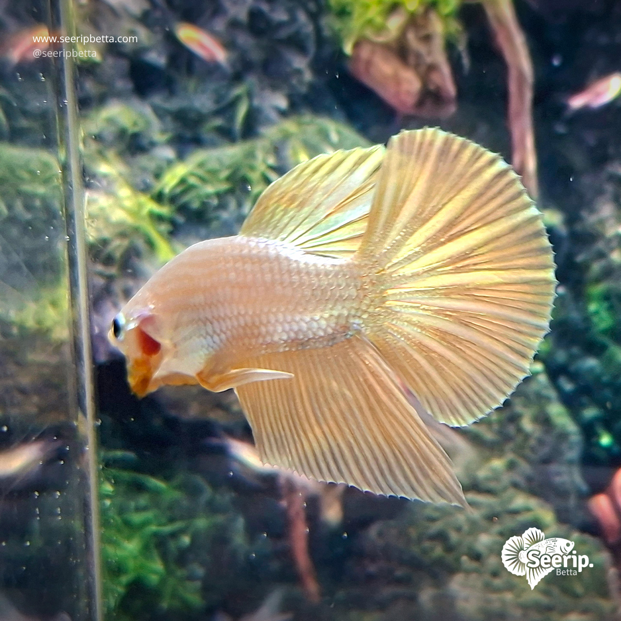 HMPK Gold