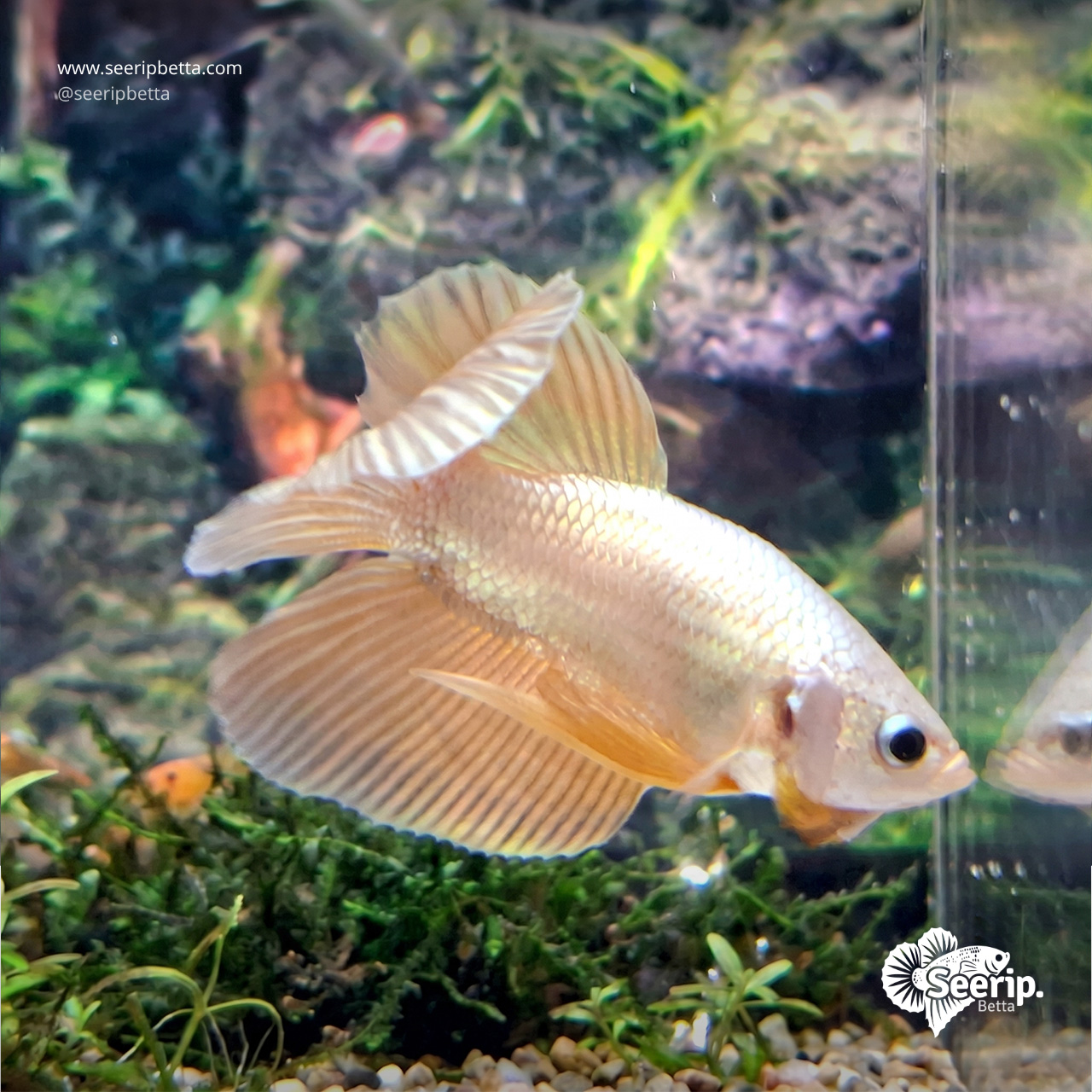 HMPK-Gold-3