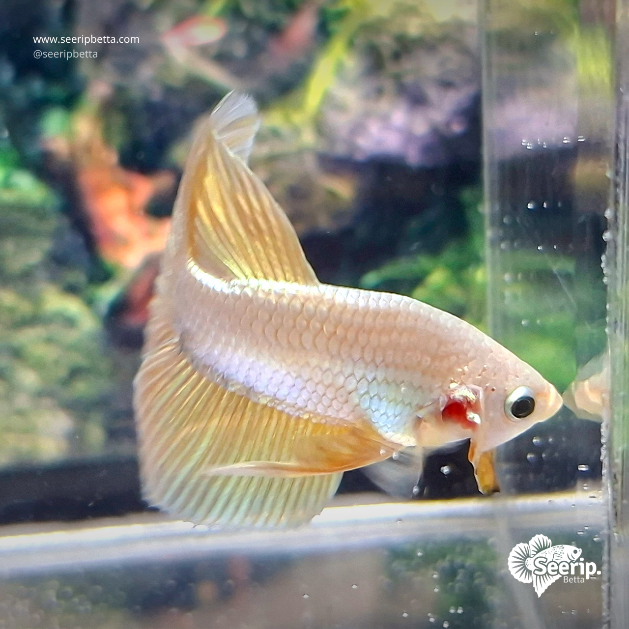 HMPK-Gold-6