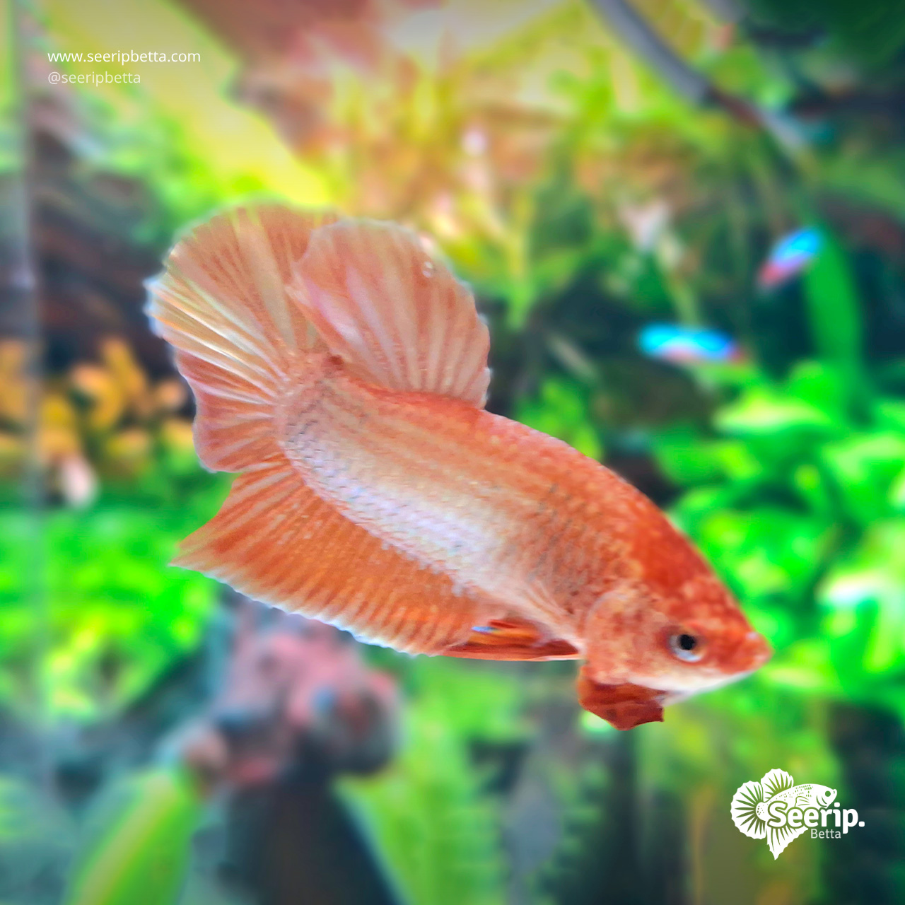 Plakat Super Gold