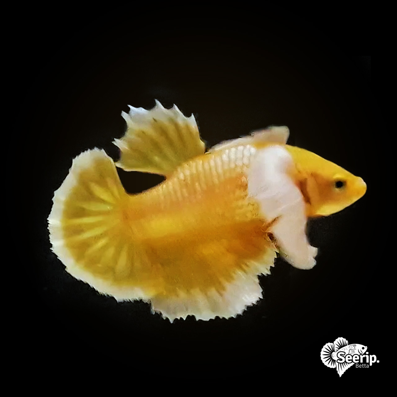 Plakat Dumbo Ear Gold