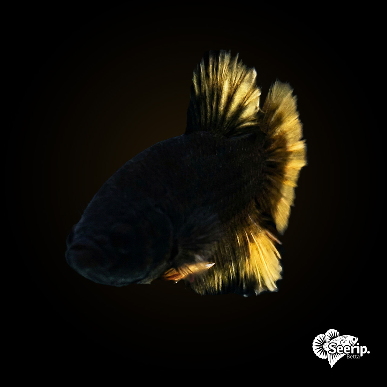Black-mustard-yellow-2