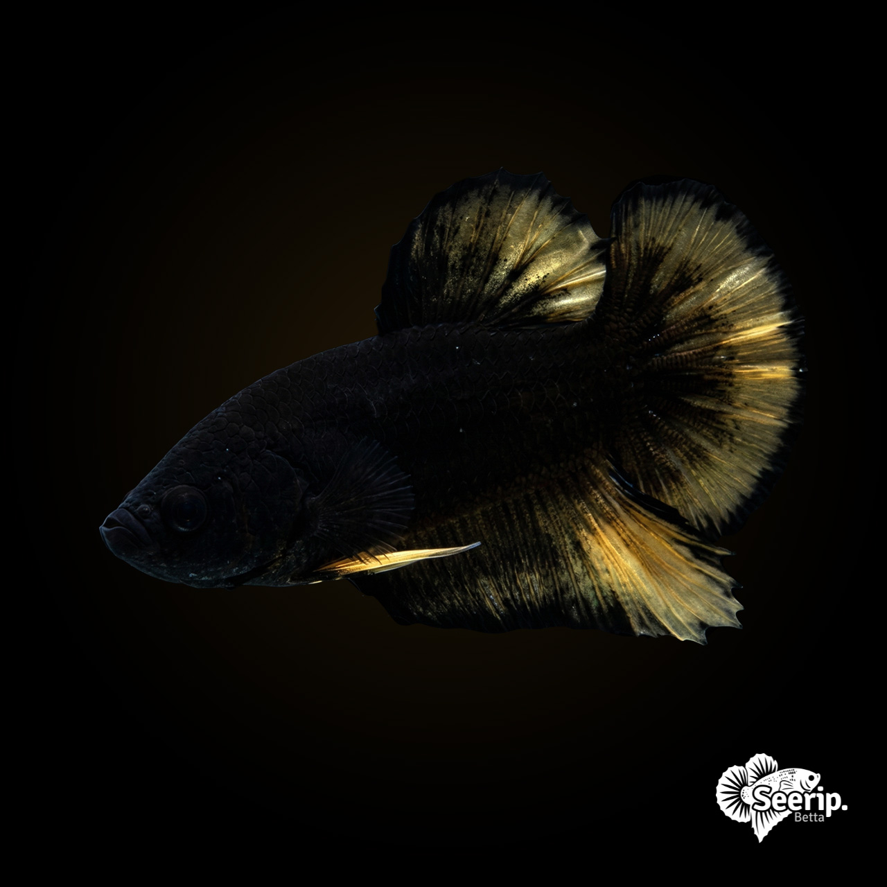 Black Yellow Mustard