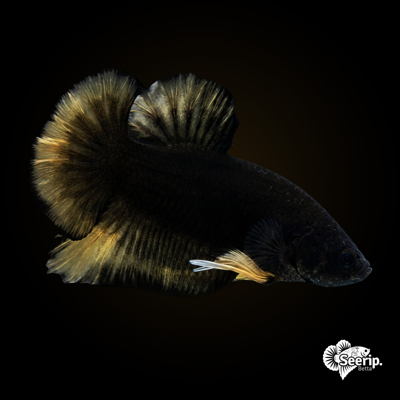 Black-mustard-yellow
