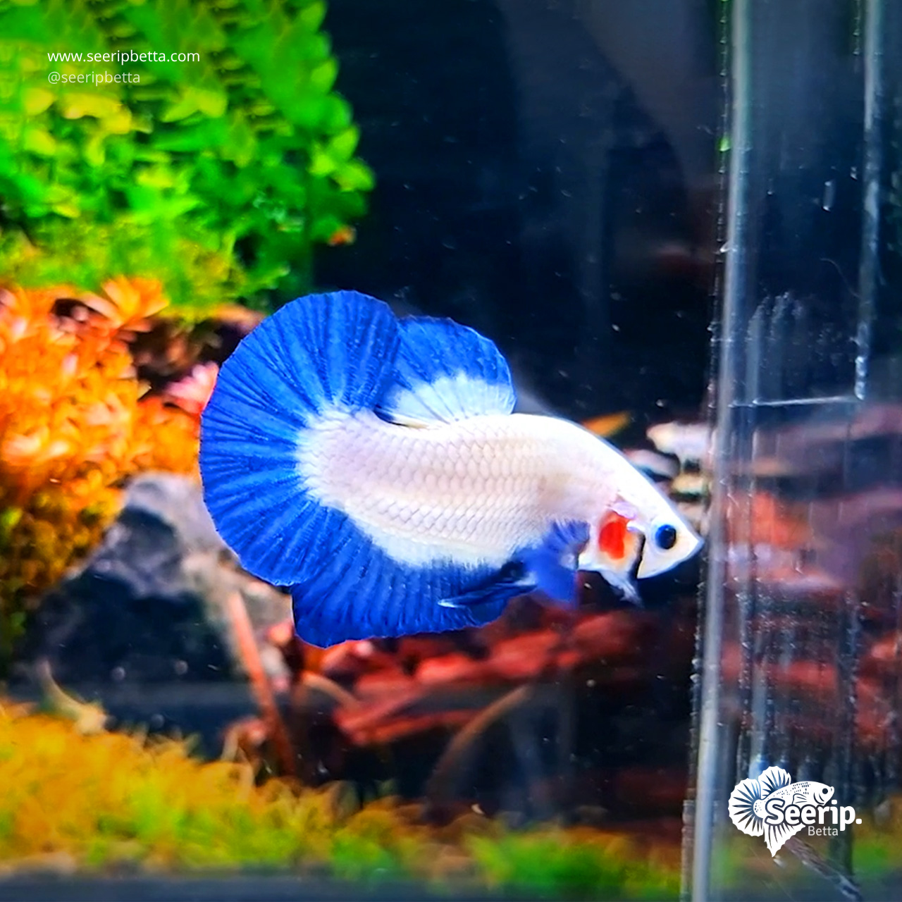 Plakat Blue Rim Clean