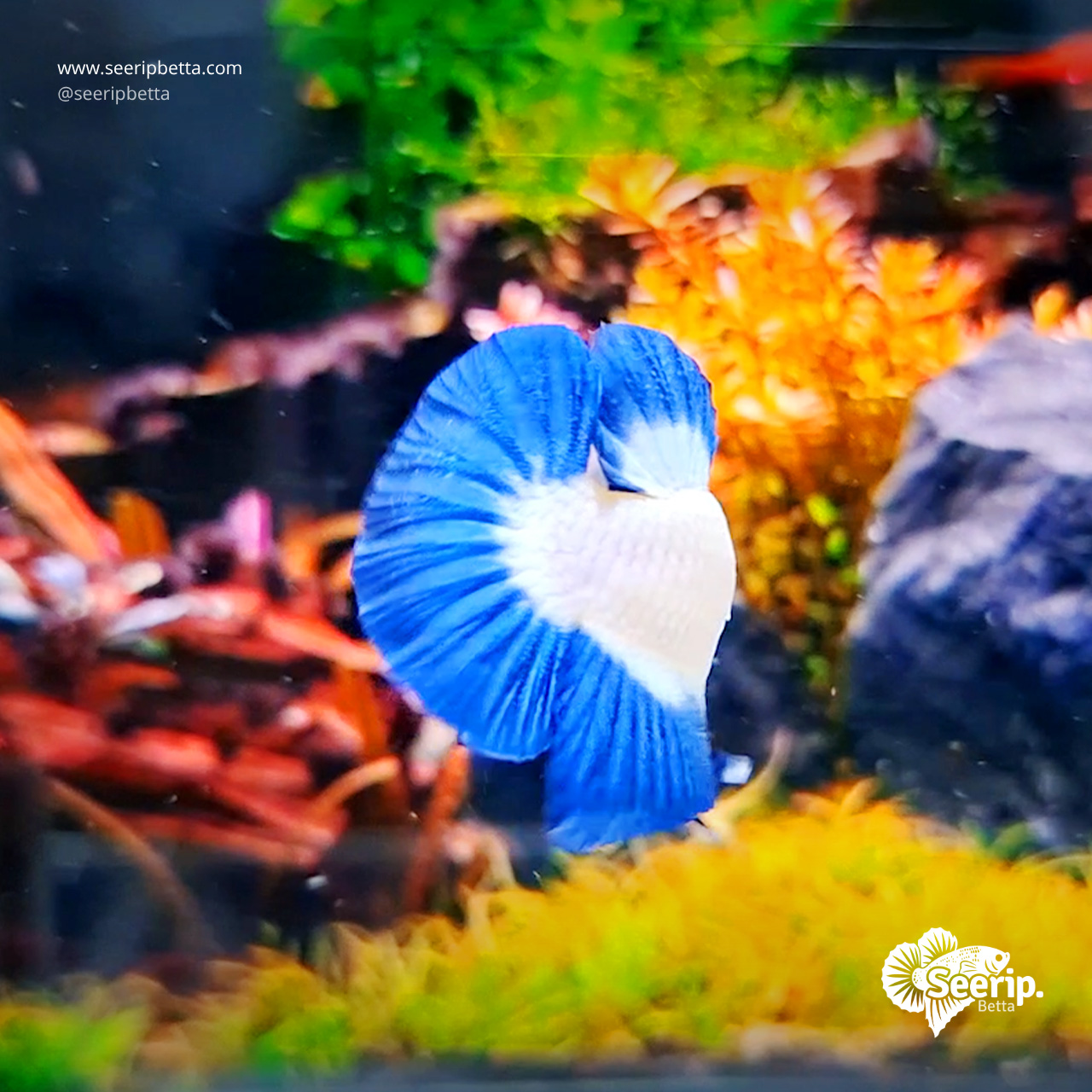Blue-Rim-4