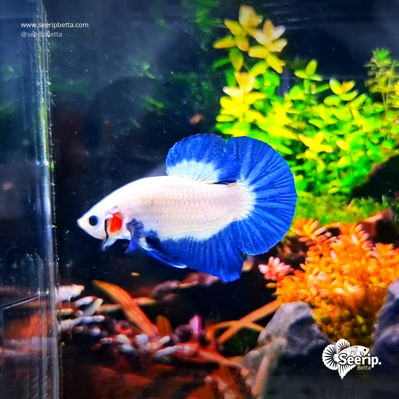 Blue-Rim-5
