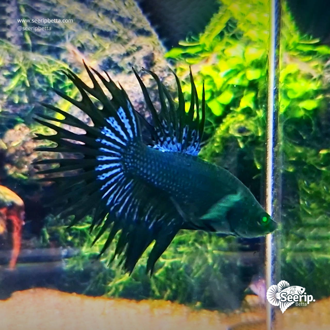 Crowntail Hulk