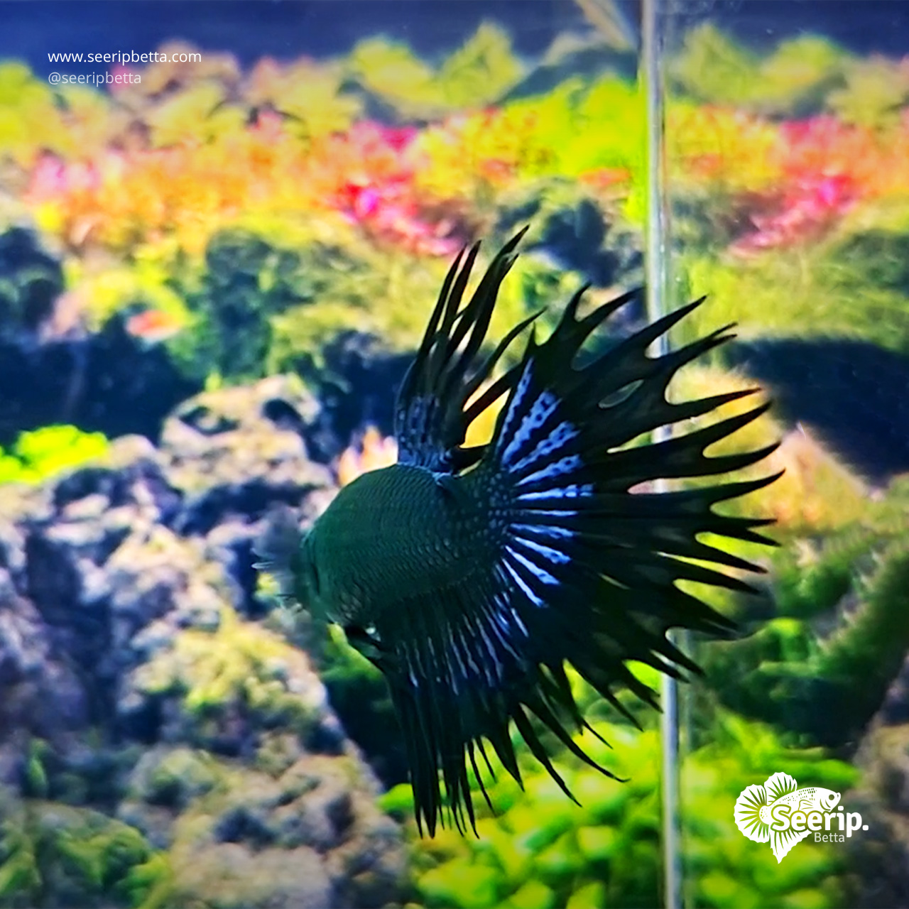 Crowntail-Hulk-2
