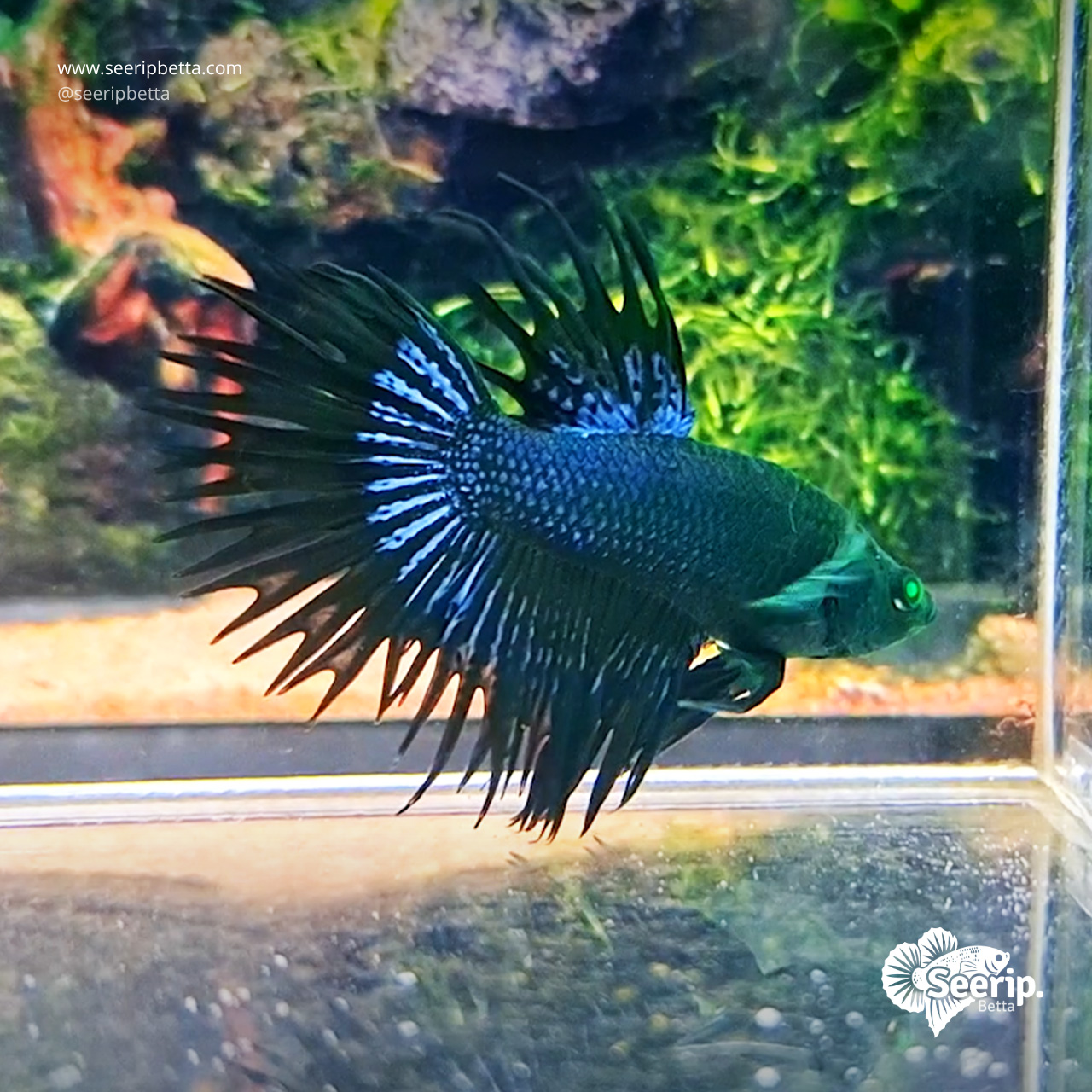 Crowntail-Hulk-3