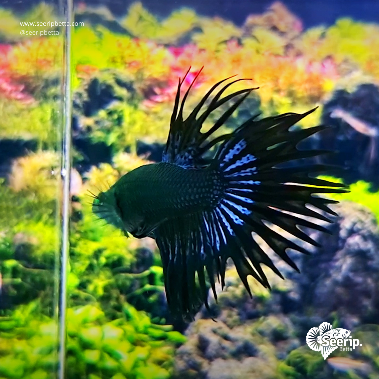 Crowntail-Hulk-4