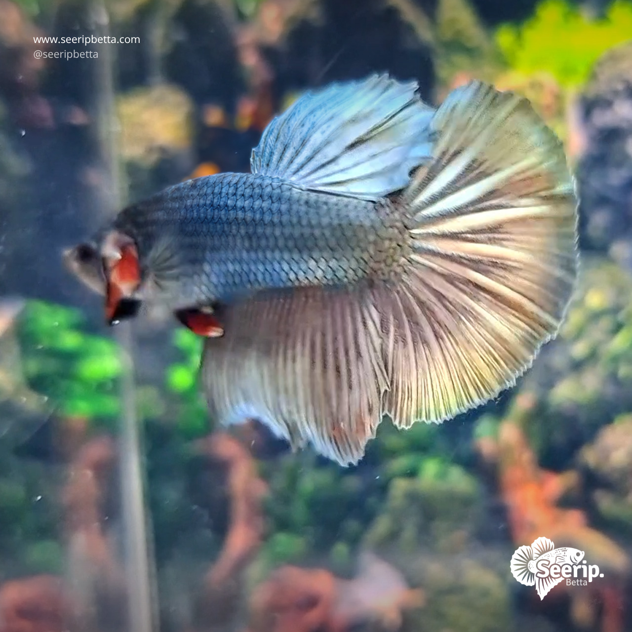 Halfmoon Copper