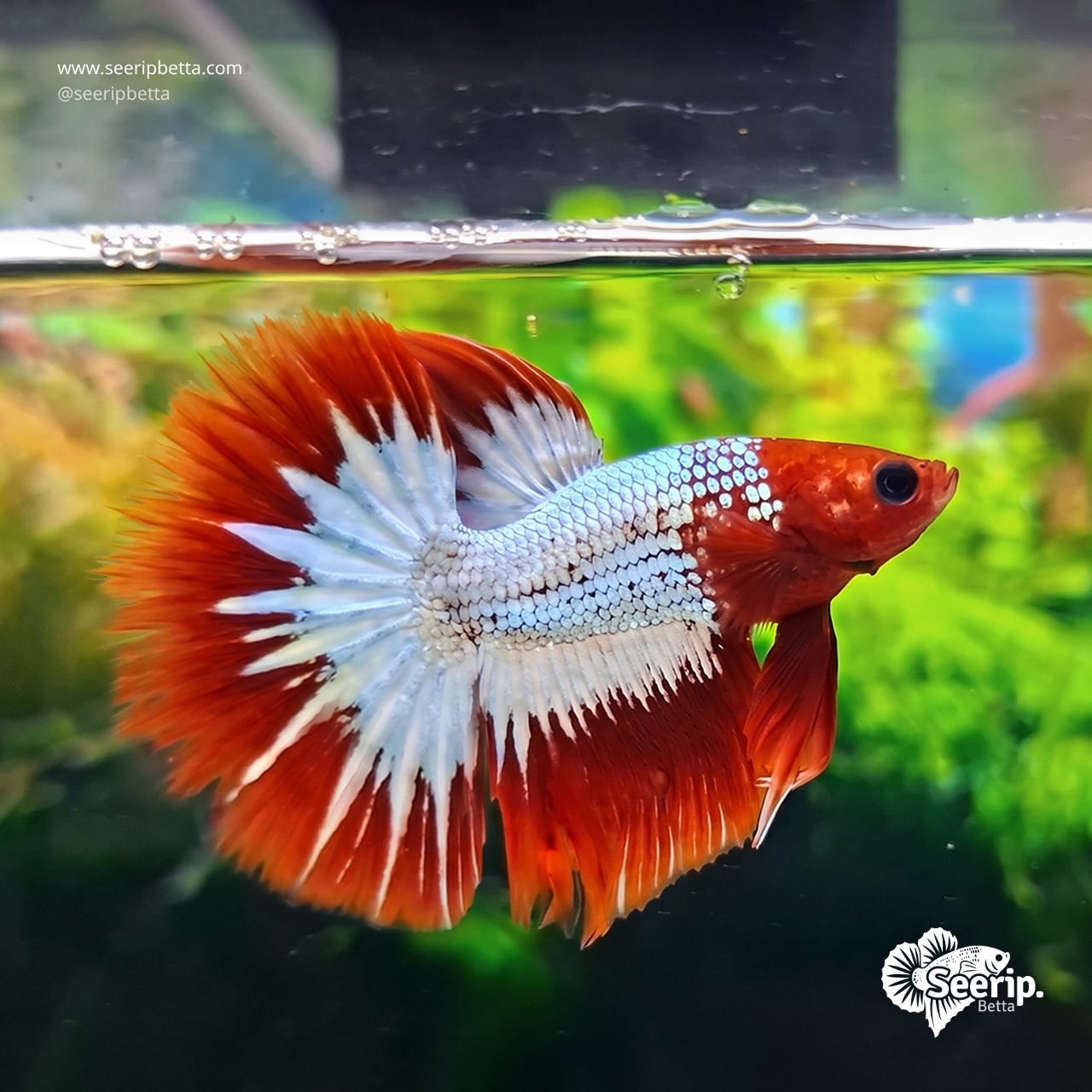 Halfmoon FCCP Red Clean