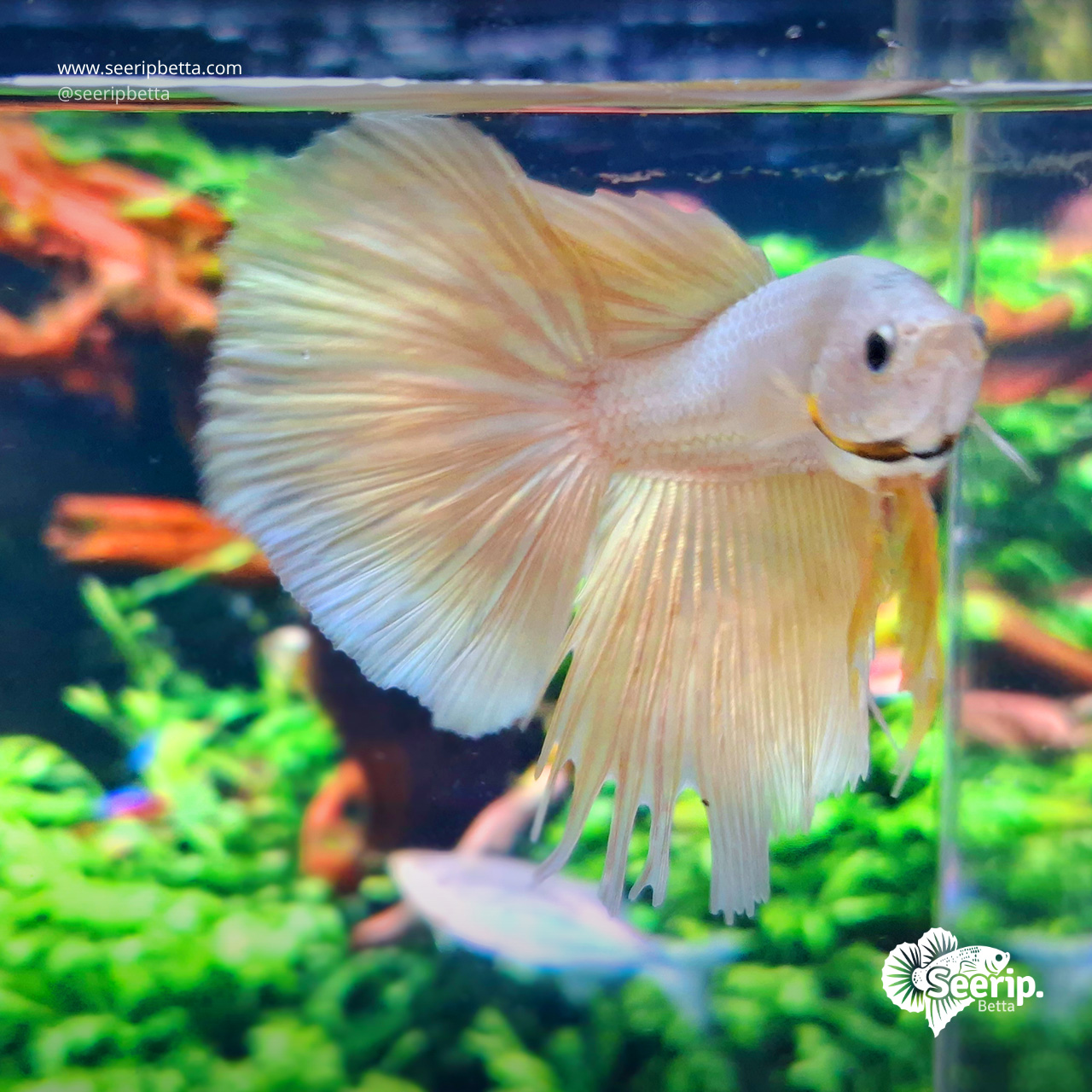 Halfmoon Gold
