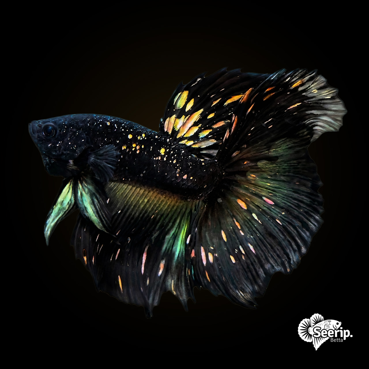 HM-Nebula-Black-Gold-2