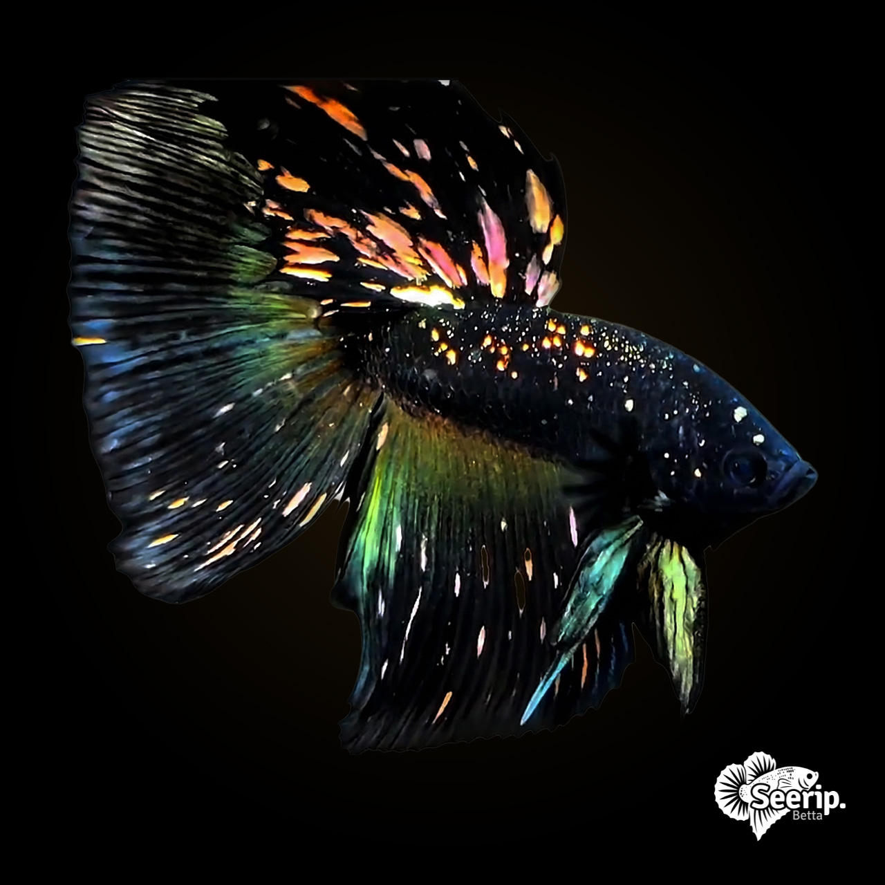 HM-Nebula-Black-Gold-3