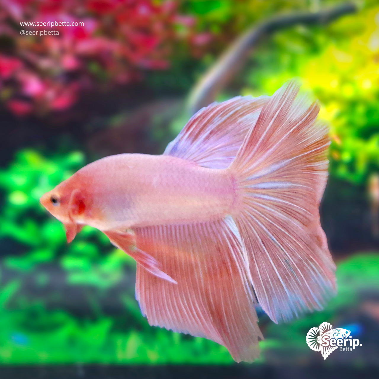 Halfmoon Pink