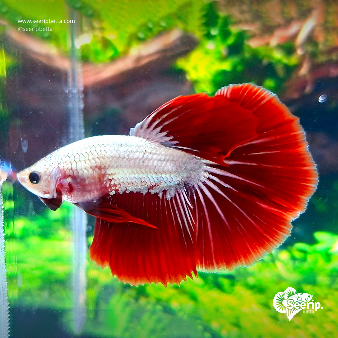 Halfmoon Red Dragon