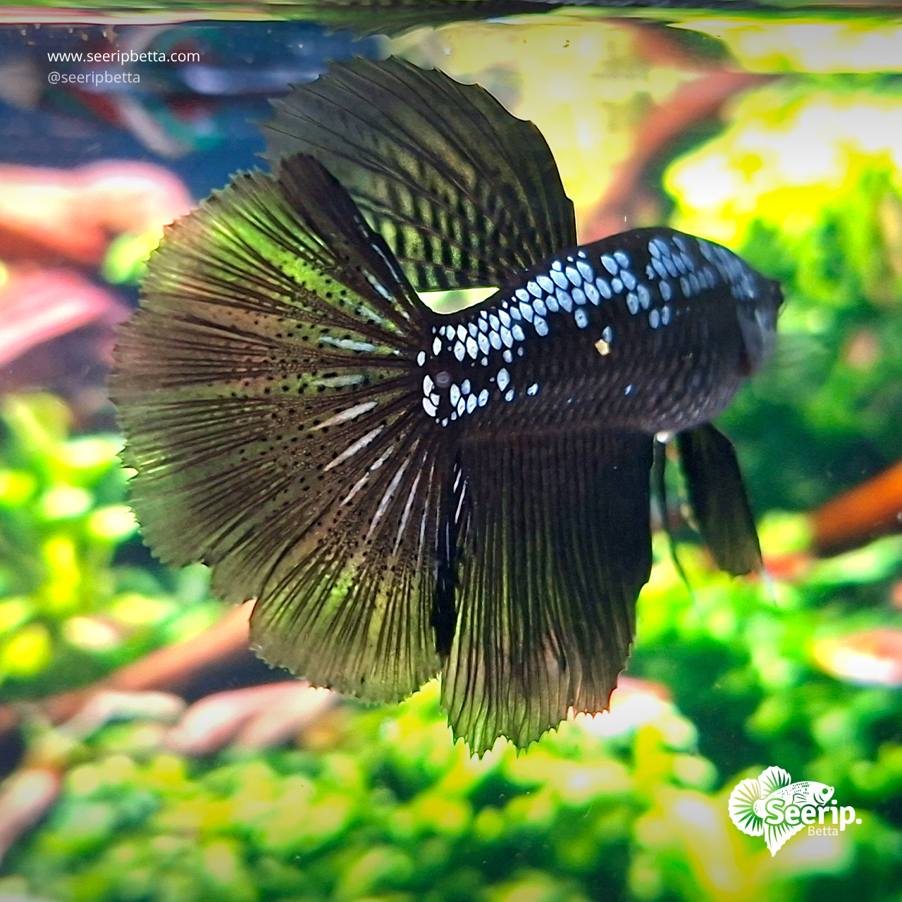HM-blck-Samurai-2