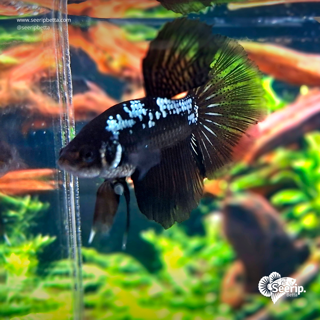 Halfmoon Black Samurai