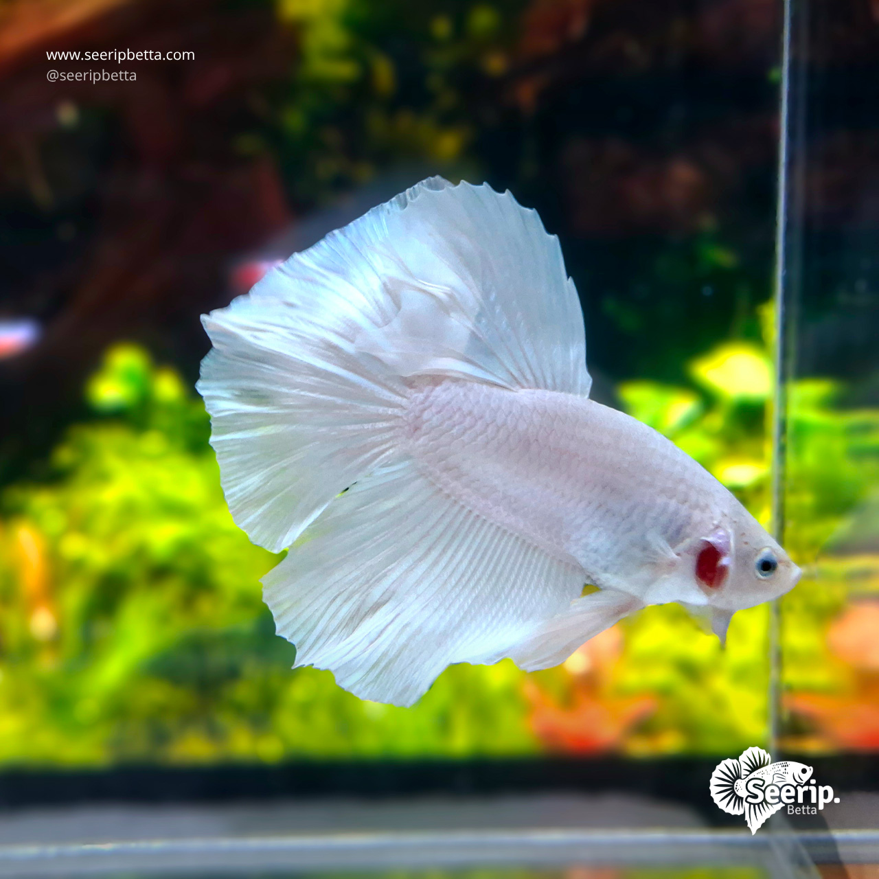 Halfmoon White Platinum