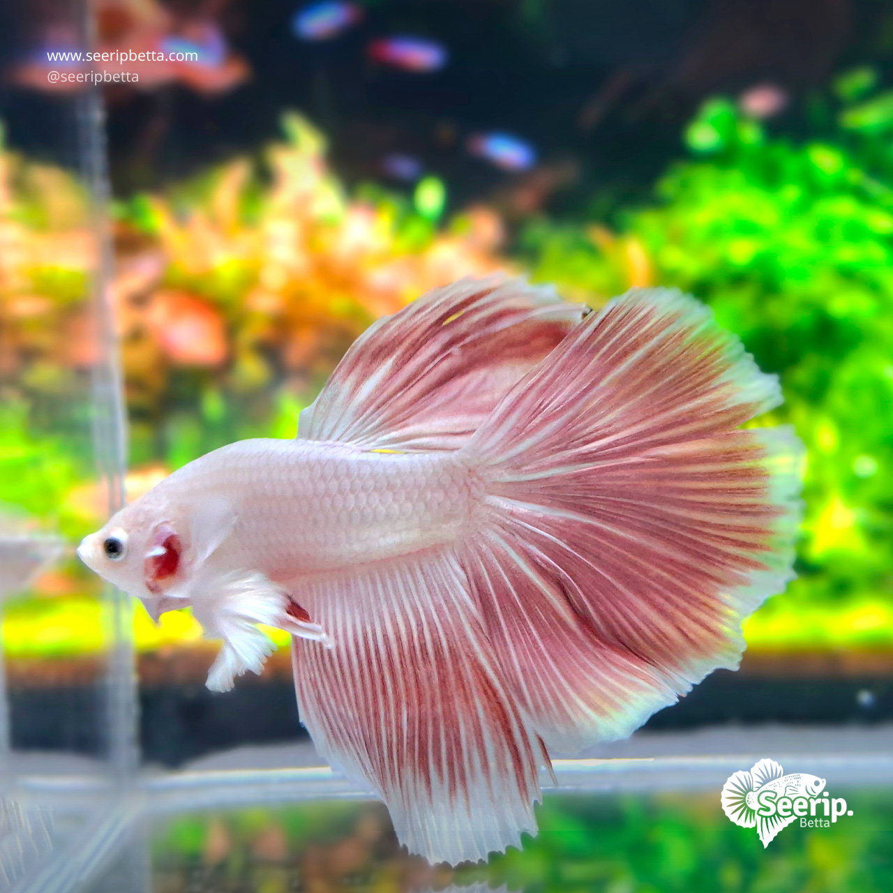Halfmoon Dumbo Ear Rose Snow