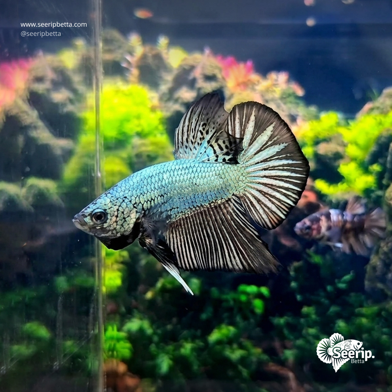 HMPK-Black-Copper-1