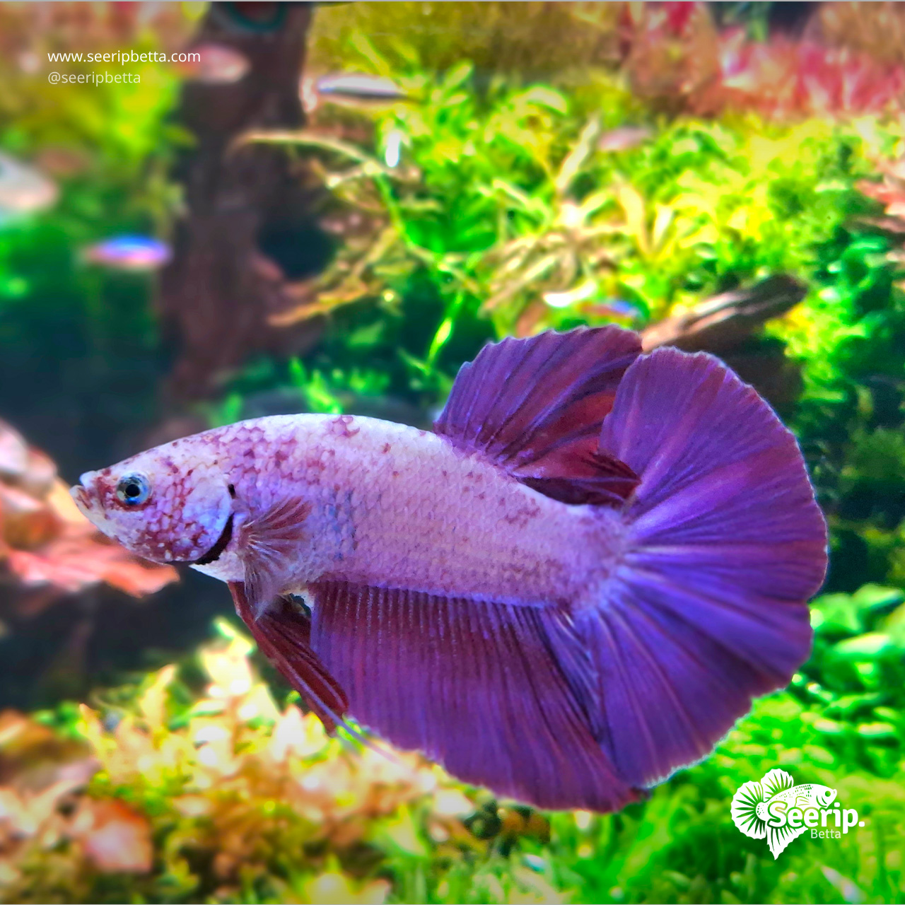 HMPK-Purple-Bicolor-1