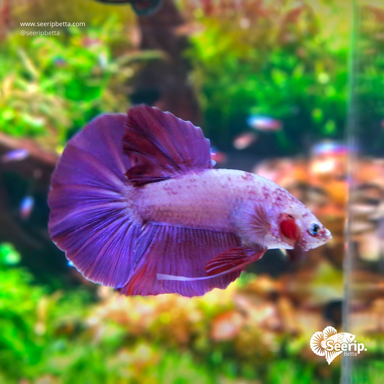 HMPK-Purple-Bicolor-2