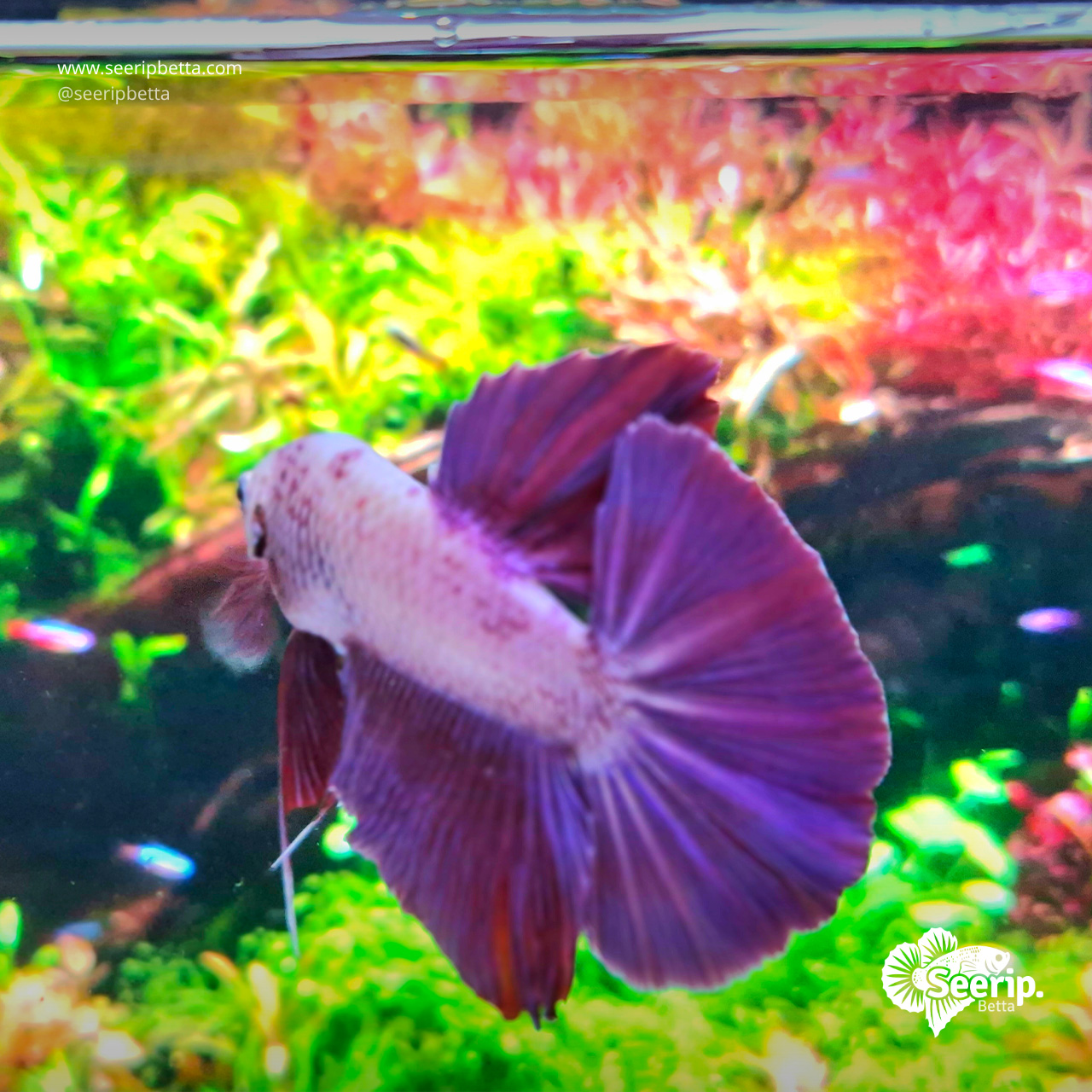 HMPK-Purple-Bicolor-3