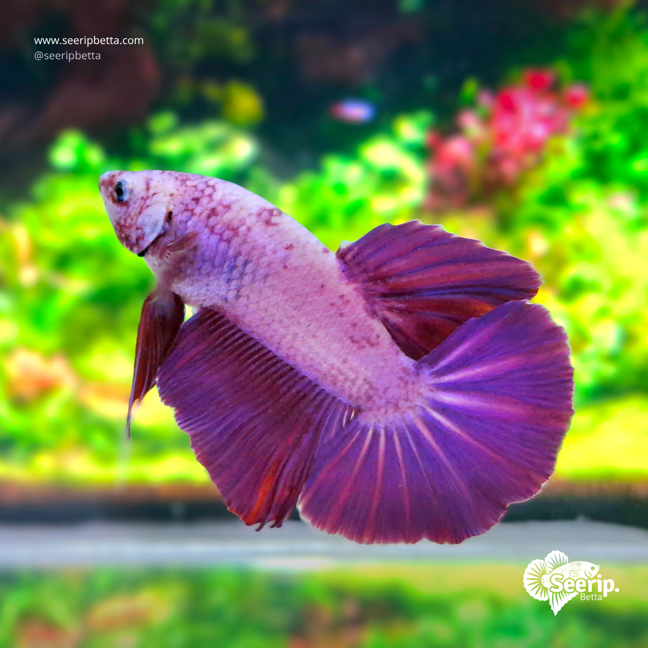 HMPK Purple Bicolor