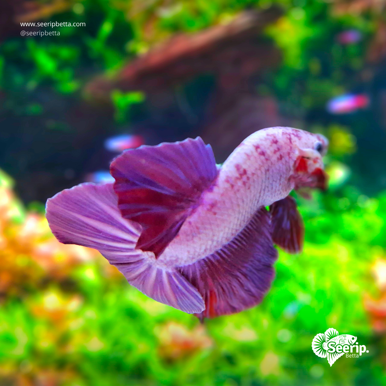 HMPK-Purple-Bicolor-5