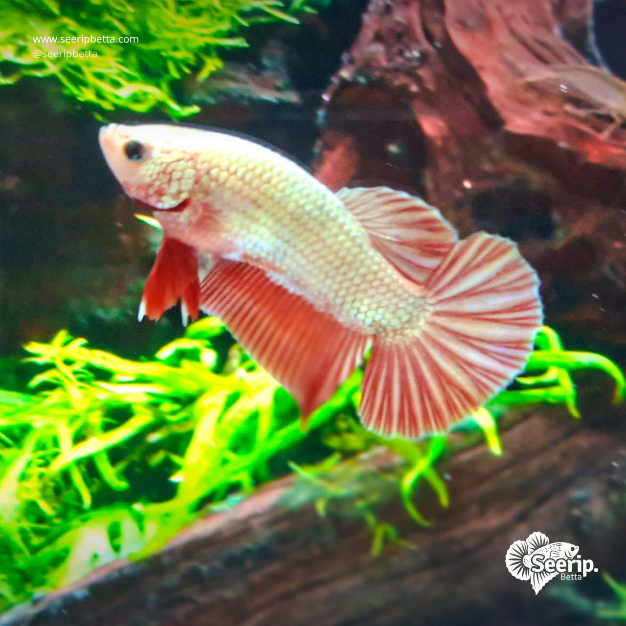 HMPK Red Gold Dragon