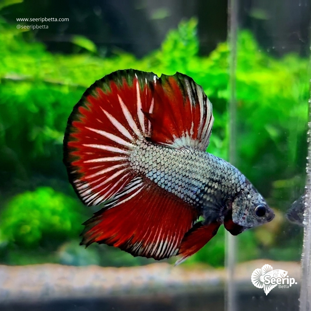 HMPK-Red-Copper-1