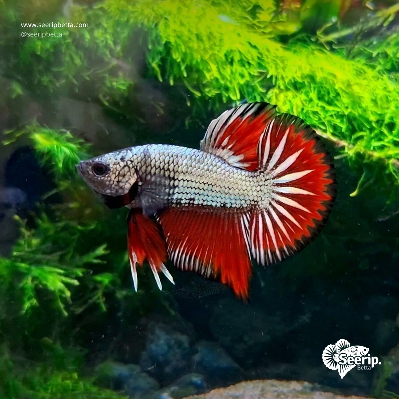 HMPK-Red-Copper-2