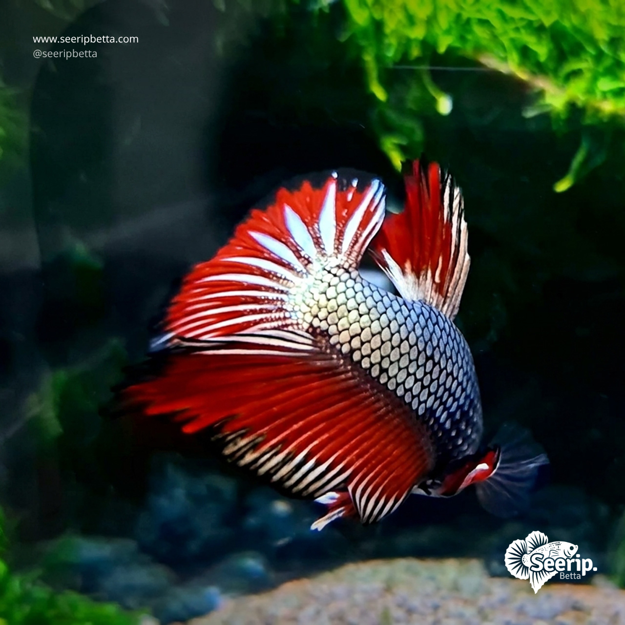 HMPK-Red-Copper-3