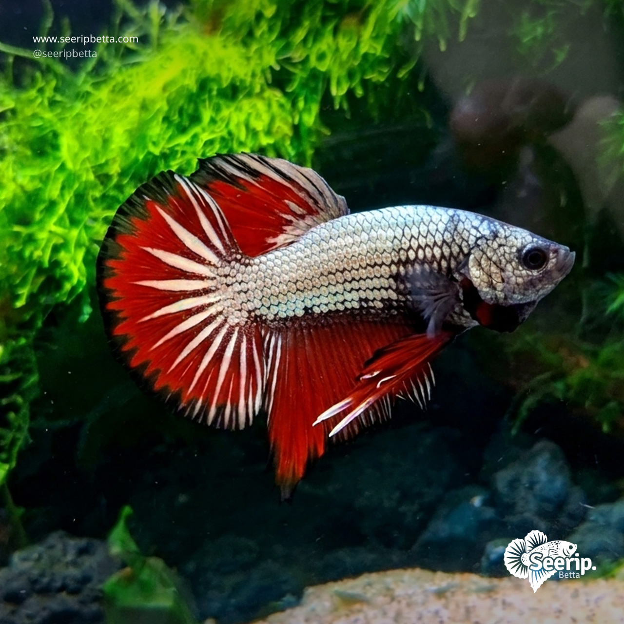 HMPK-Red-Copper-4