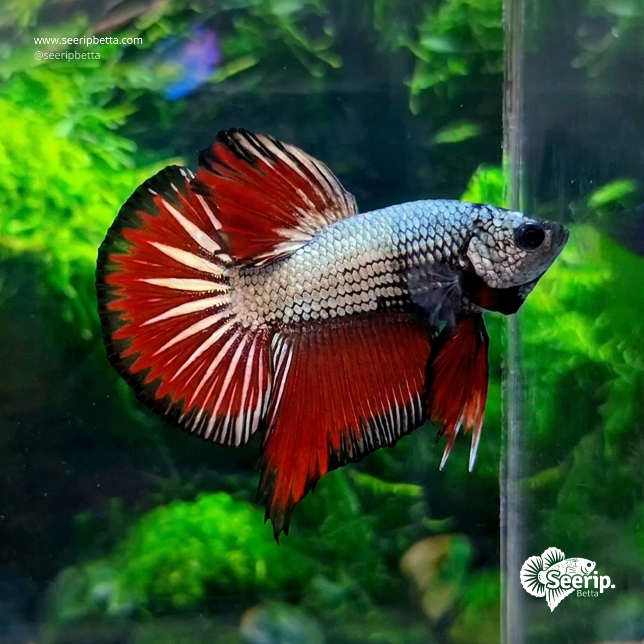 HMPK Red Copper