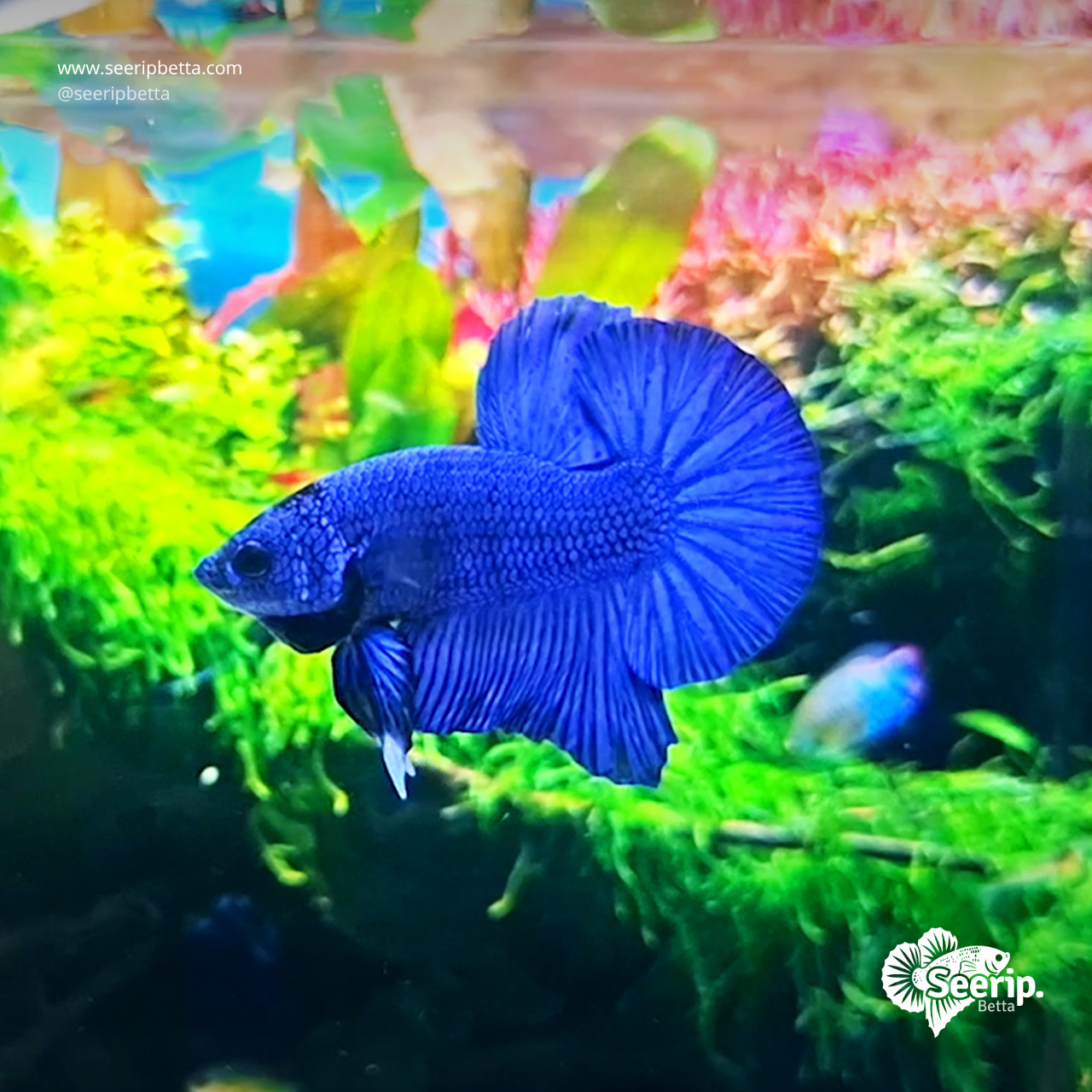 HMPK Royal Blue