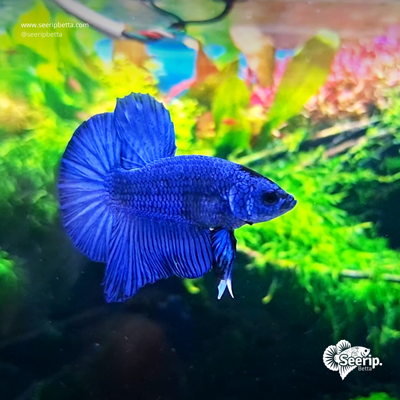 HMPK-Royal-Blue-02