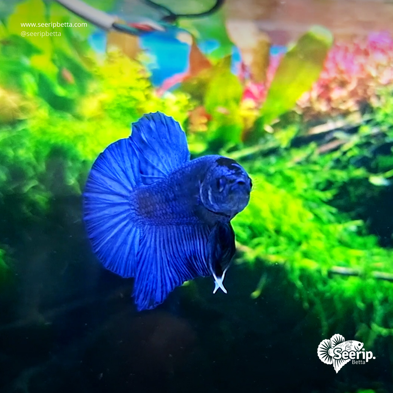 HMPK-Royal-Blue-03