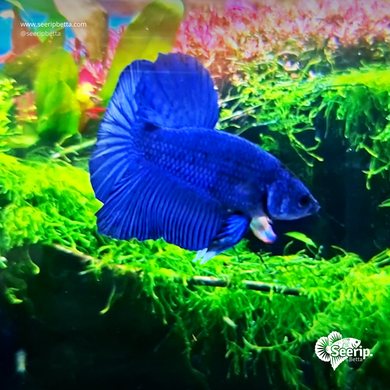 HMPK-Royal-Blue-04