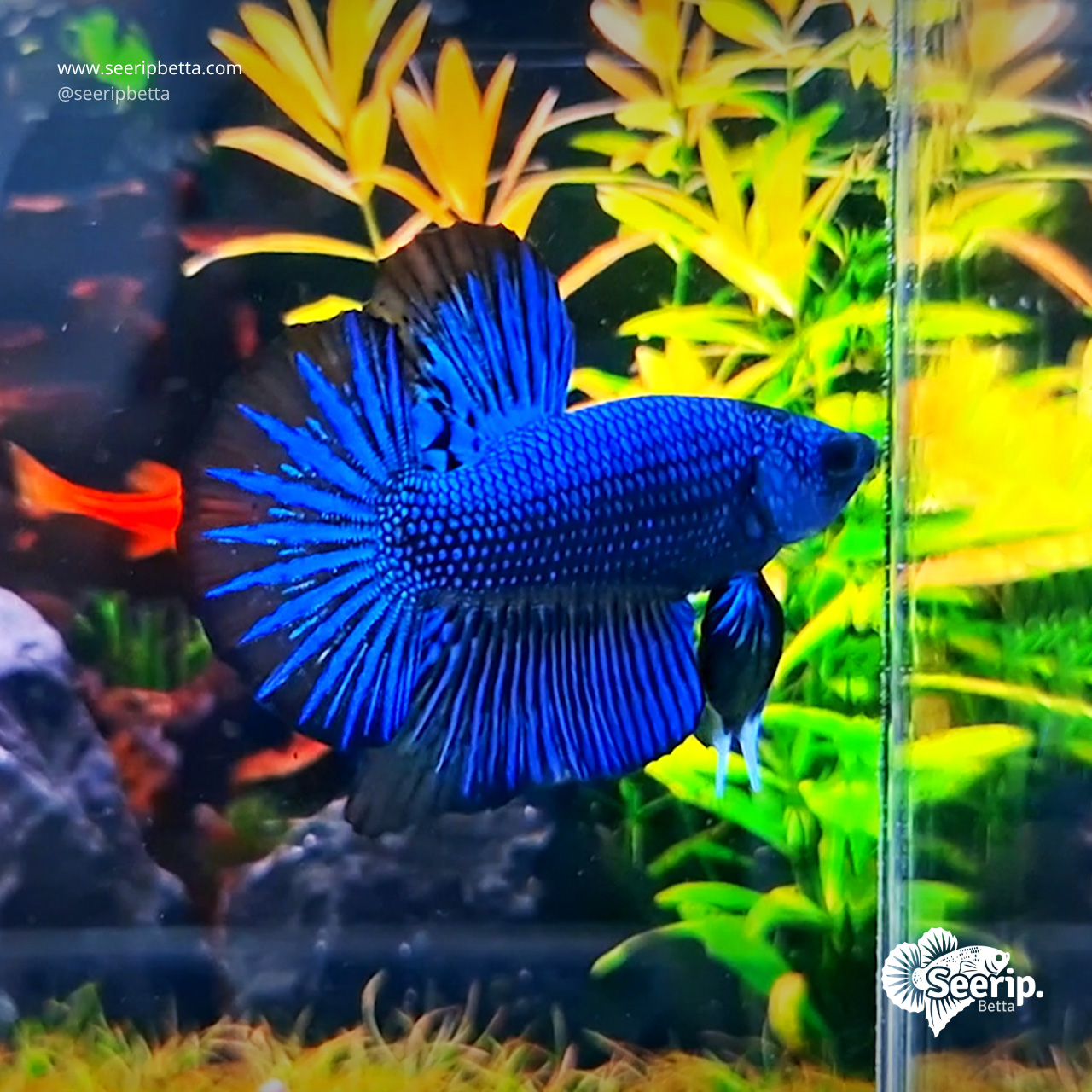 HMPK-Royal-Blue-Besgel-1
