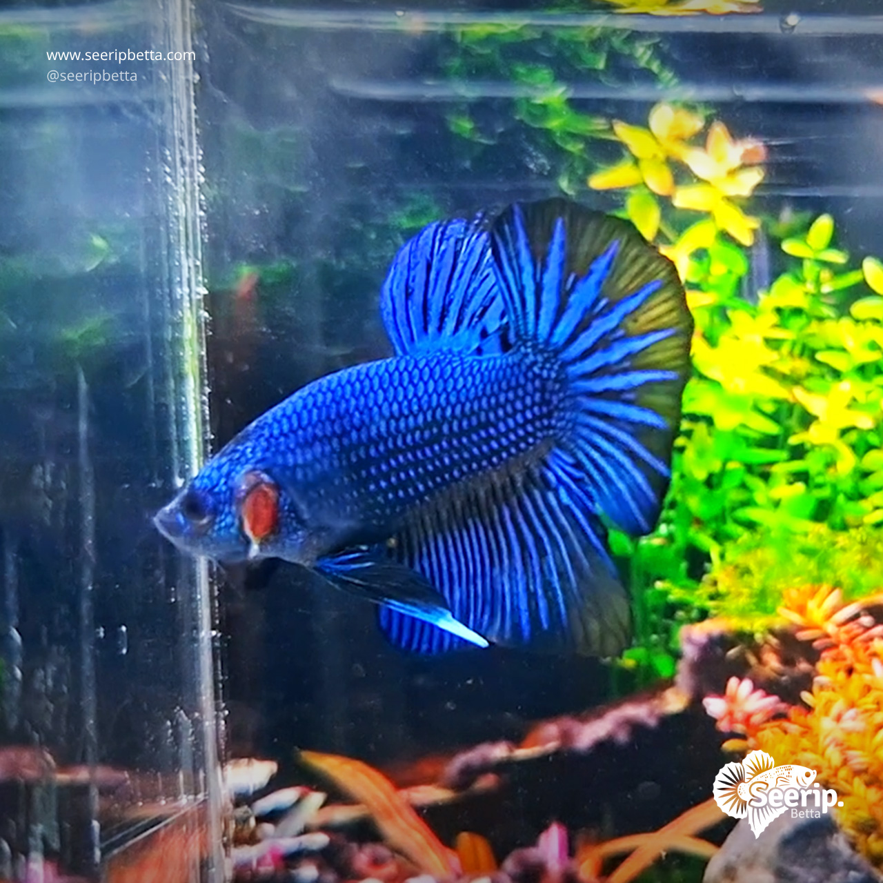 HMPK-Royal-Blue-Besgel-2