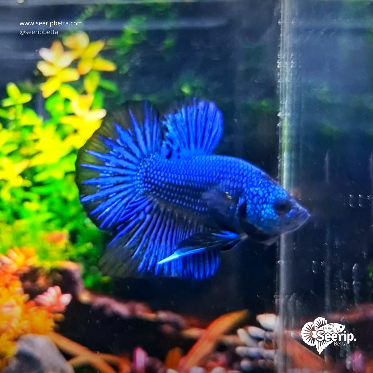 HMPK-Royal-Blue-Besgel-3