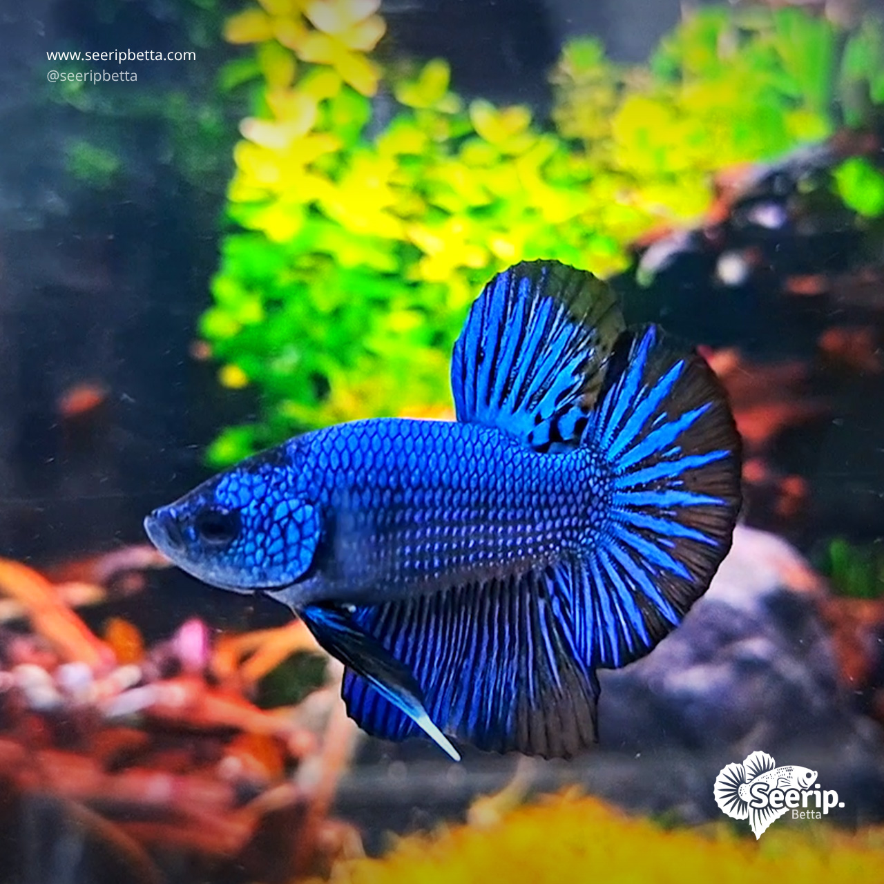 HMPK-Royal-Blue-Besgel-4