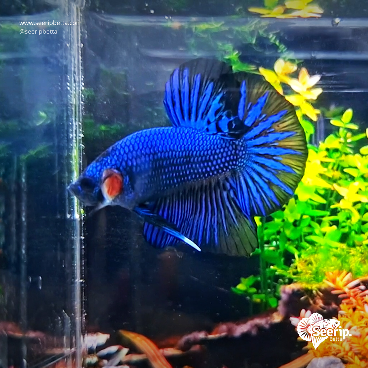 HMPK Royal Blue (Besgel)