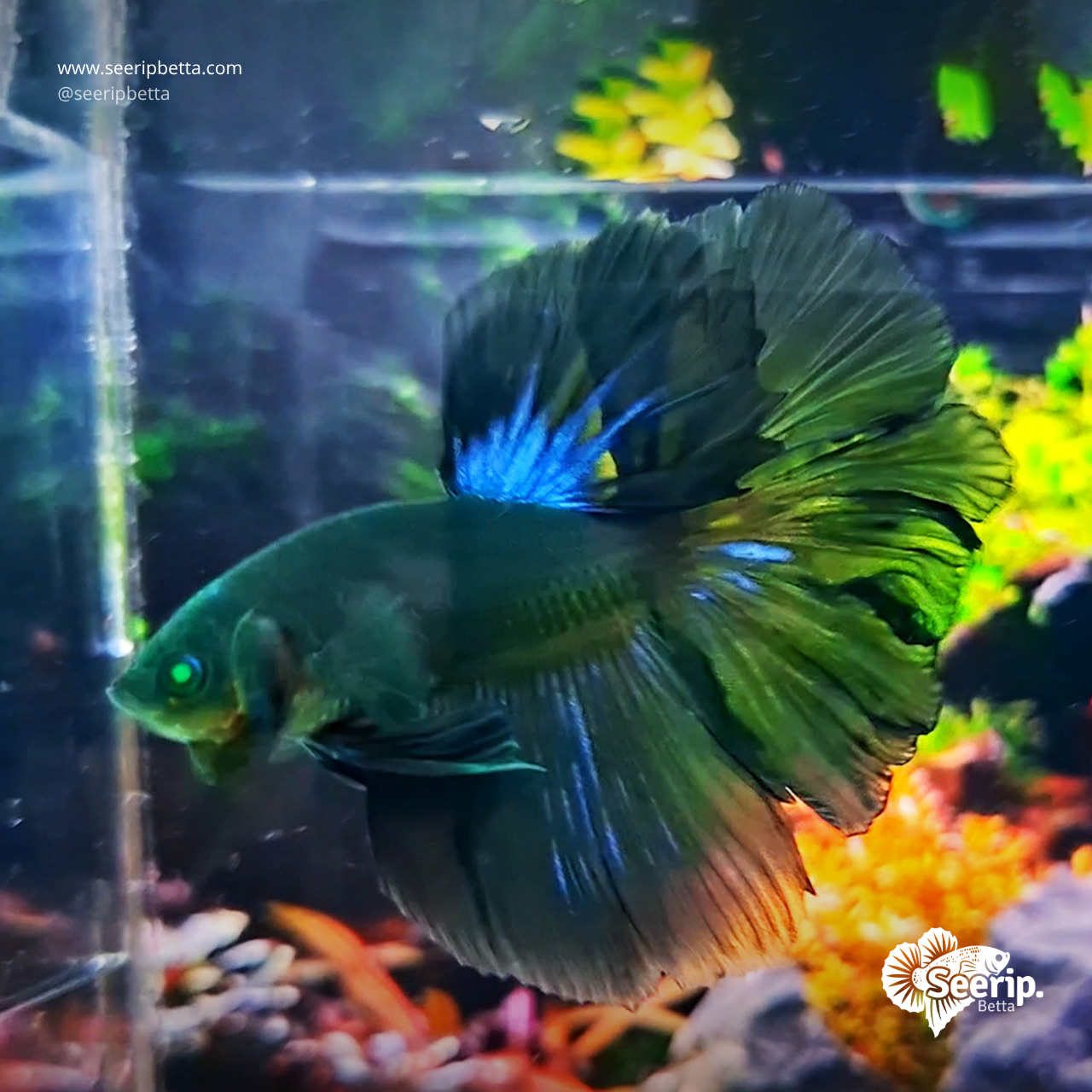 Halfmoon-Hulk-Green-1
