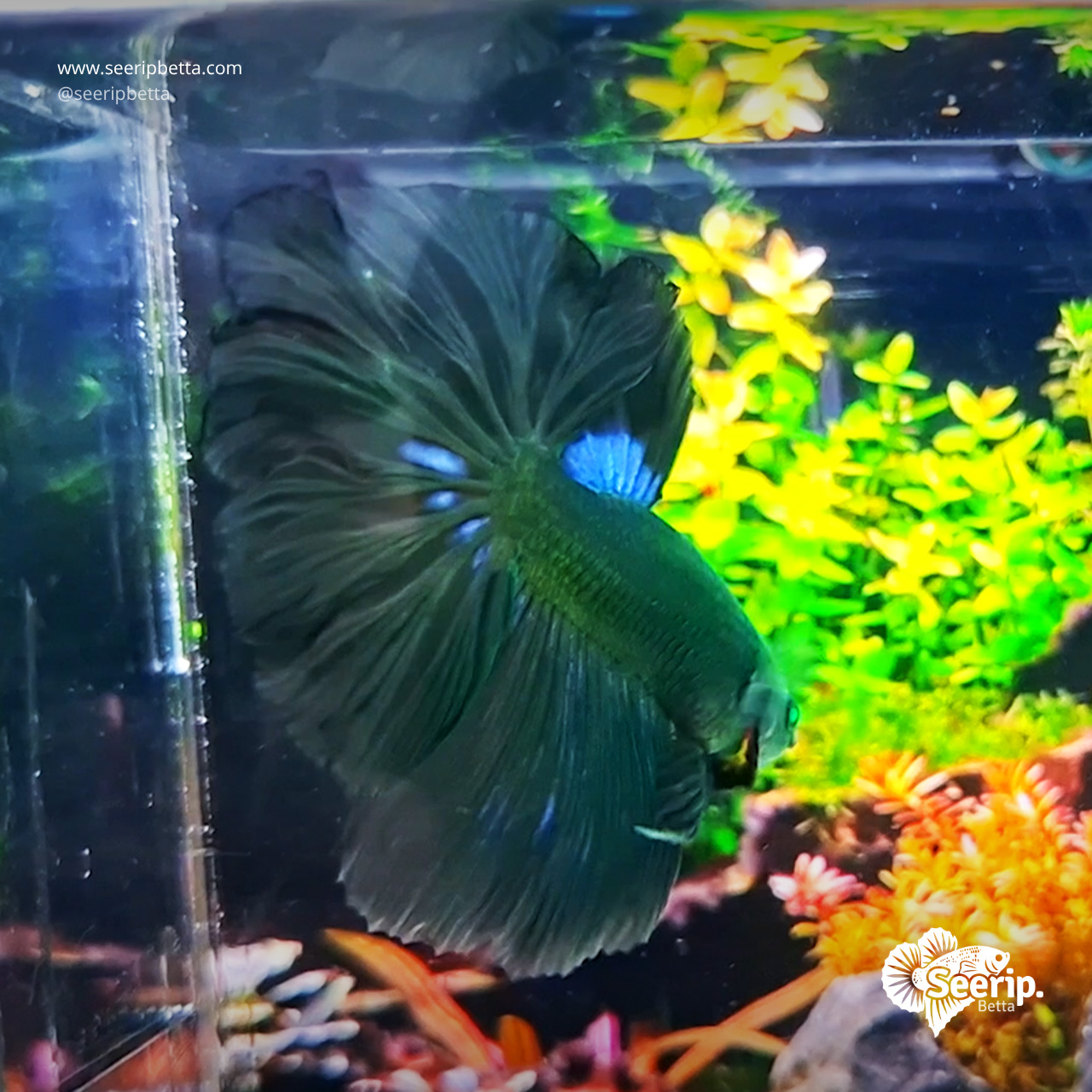 Halfmoon-Hulk-Green-2