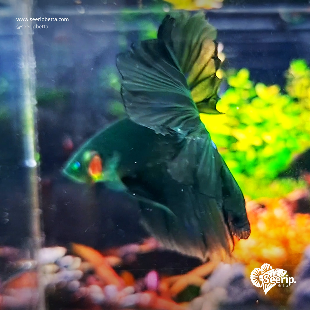 Halfmoon Hulk Green